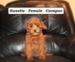 Small #5 Cavapoo (Miniature)