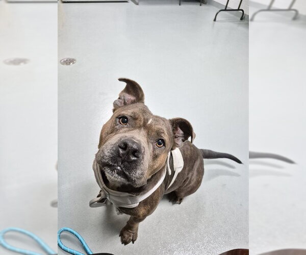 Medium Photo #1 Bulldog-Unknown Mix Puppy For Sale in St. Cloud, FL, USA