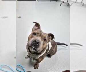 Bulldog-Unknown Mix Dogs for adoption in St. Cloud, FL, USA