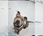 CALLIE - Female Bulldog-Unknown Mix Dog for Adoption - Small photo