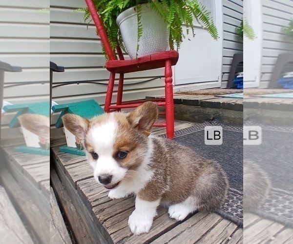 Medium Photo #1 Pembroke Welsh Corgi Puppy For Sale in REDKEY, IN, USA