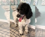 Small Photo #2 Poodle (Standard) Puppy For Sale in DUNCAN, OK, USA