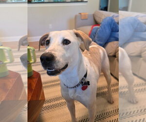 Mutt Dogs for adoption in Rockaway, NJ, USA