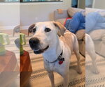 Small Photo #1 Mutt Puppy For Sale in Rockaway, NJ, USA