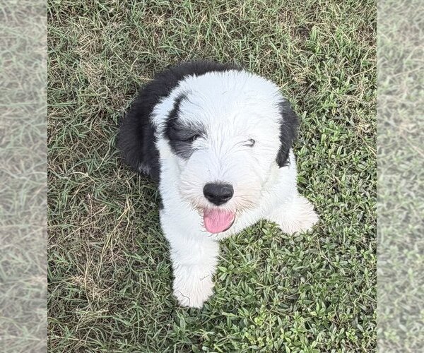 Medium Photo #6 Old English Sheepdog Puppy For Sale in WAKE FOREST, NC, USA