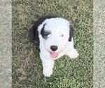Small #5 Old English Sheepdog