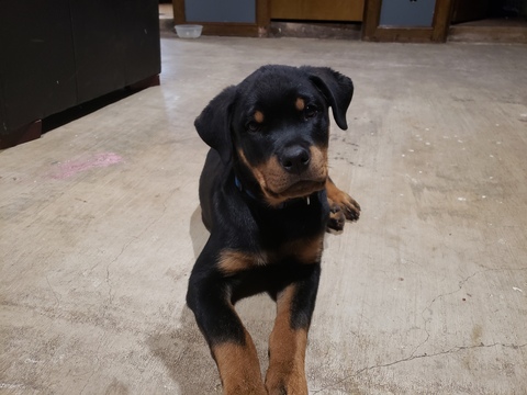 View Ad: Rottweiler Puppy for Sale, Greece