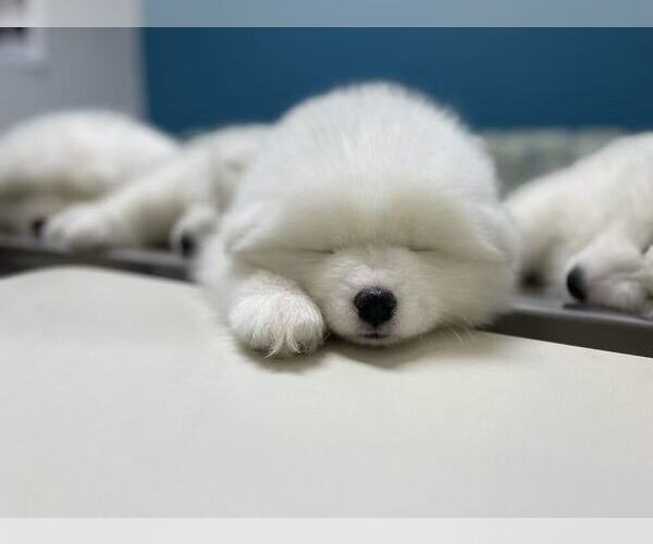 Medium Photo #23 Samoyed Puppy For Sale in DALY CITY, CA, USA