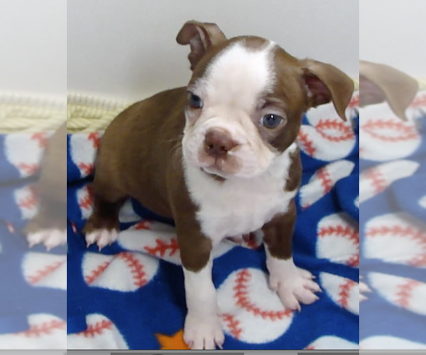 Medium Photo #1 Boston Terrier Puppy For Sale in BEND, OR, USA
