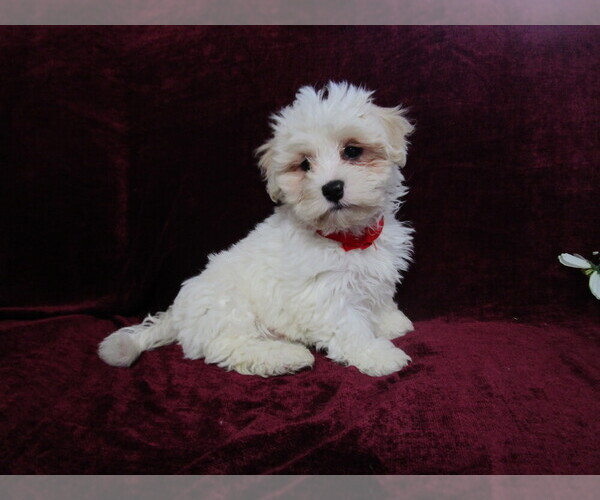 Medium Photo #2 Cavachon Puppy For Sale in SHILOH, OH, USA
