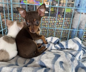 Chihuahua Puppy for sale in WEBSTER, FL, USA