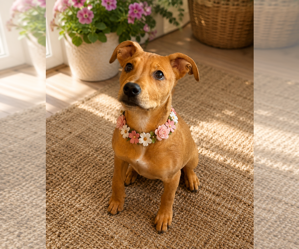 Medium Photo #2 Labrador Retriever-Rhodesian Ridgeback Mix Puppy For Sale in Phoenix, AZ, USA