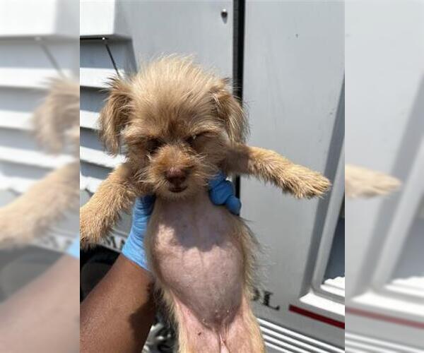 Medium Photo #1 Shih Tzu-Unknown Mix Puppy For Sale in Houston, TX, USA
