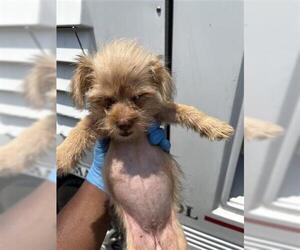 Shih Tzu-Unknown Mix Dogs for adoption in Houston, TX, USA