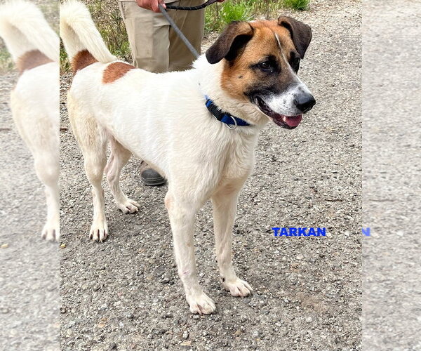Medium Photo #4 Mutt Puppy For Sale in Woodland Hills, CA, USA