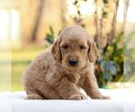 Small Photo #3 Goldendoodle Puppy For Sale in NEW HOLLAND, PA, USA