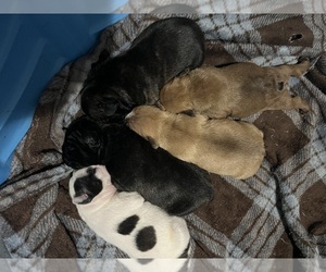 French Bulldog Puppy for sale in HOOPER, UT, USA