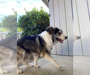 Australian Shepherd Dogs for adoption in CHICO, CA, USA