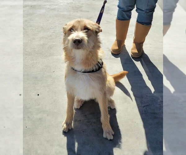 Medium Photo #5 Mutt Puppy For Sale in Grafton, WI, USA