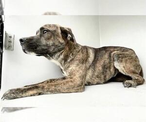 Plott Hound Dogs for adoption in Houston, TX, USA