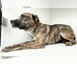 Small Plott Hound