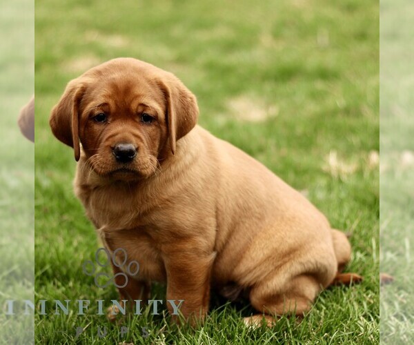 Medium Photo #3 Labrador Retriever Puppy For Sale in RONKS, PA, USA