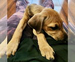 Small #3 Labrador Retriever Mix