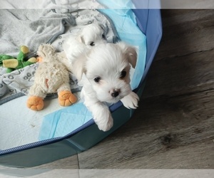 Maltese-Maltese Mix Puppy for sale in GEORGETOWN, TX, USA