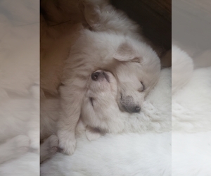 Great Pyrenees Puppy for sale in SHELBYVILLE, TN, USA