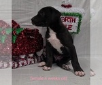 Small Photo #21 Great Dane Puppy For Sale in IUKA, IL, USA