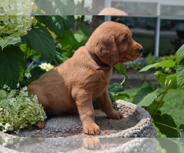 Medium Photo #4 Golden Retriever Puppy For Sale in GREENWOOD, WI, USA