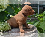 Small Photo #32 Golden Retriever Puppy For Sale in GREENWOOD, WI, USA