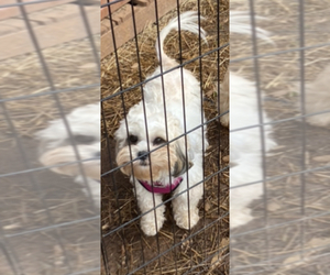 ShihPoo Puppy for sale in INMAN, SC, USA