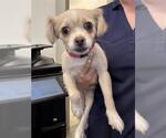 Small Chihuahua Mix