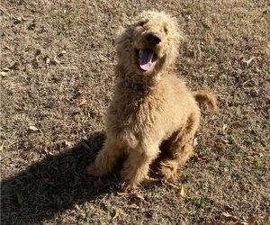 Poodle (Standard) Puppy for sale in INMAN, SC, USA
