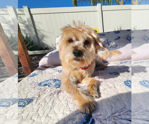 Medium Photo #3 Mutt Puppy For Sale in San Bernardino , CA, USA