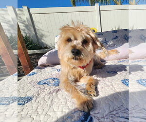 Cowboy - Male Mutt Dog for Adoption - Photo #3