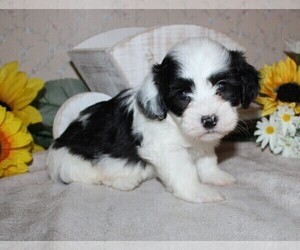 Havanese Puppy for sale in CAMPBELL, TX, USA