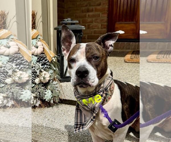 Medium Photo #2 Mutt Puppy For Sale in Germantown, OH, USA