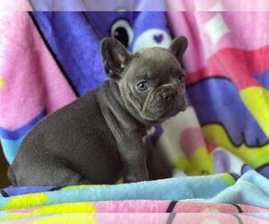 Medium French Bulldog