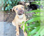 Small #7 Mutt