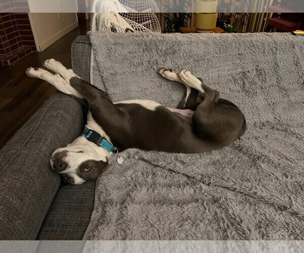 Medium Photo #3 Mutt Puppy For Sale in Salt Lake City, UT, USA