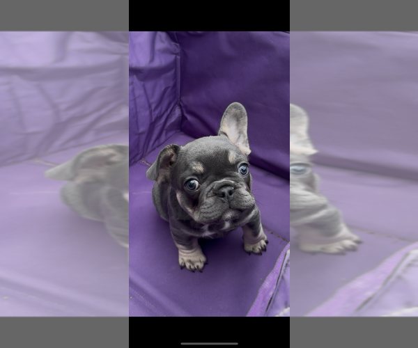 Medium Photo #2 French Bulldog Puppy For Sale in HANCEVILLE, AL, USA