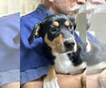 Small #5 Mutt