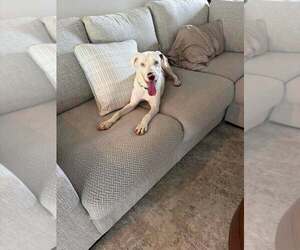 Caesar - Male Catahoula Leopard Dog-Unknown Mix Dog for Adoption - Photo #7