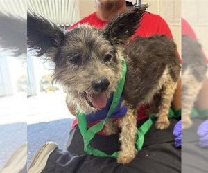 Mutt Dogs for adoption in San Bernardino, CA, USA
