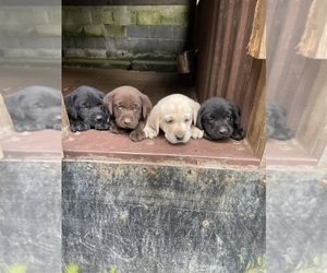 Labrador Retriever Puppy for sale in INEZ, KY, USA
