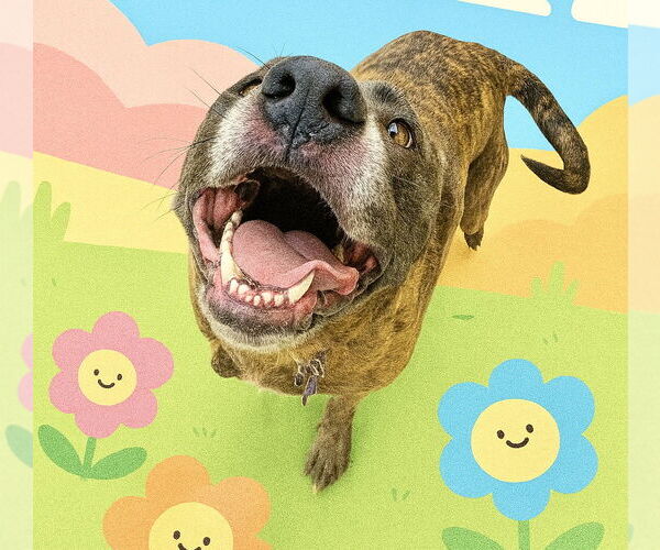Medium Photo #12 Catahoula Leopard Dog-Labrador Retriever Mix Puppy For Sale in Houston, TX, USA