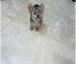 Small Photo #1 Yorkshire Terrier Puppy For Sale in FRESNO, CA, USA