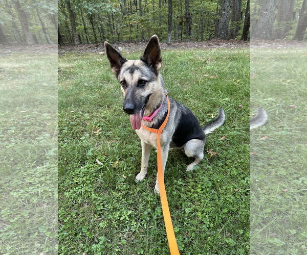 Medium Photo #4 German Shepherd Dog Puppy For Sale in Ball Ground, GA, USA